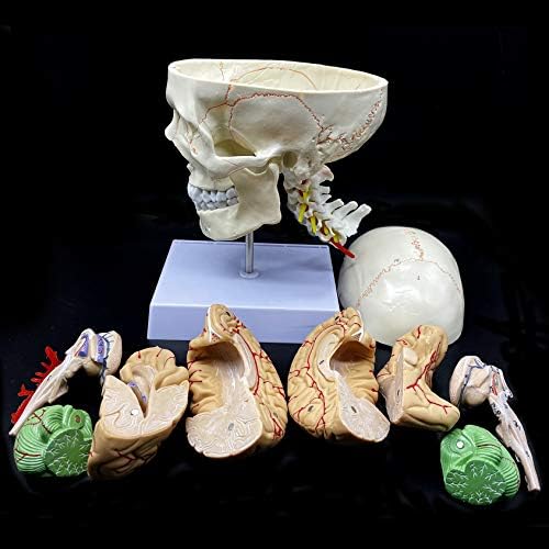 Human Skull with Brain and Cervical Vertebra Anatomical Model Life-Size Anatomy for Science Classroom Study Display Teaching Model - Image 5
