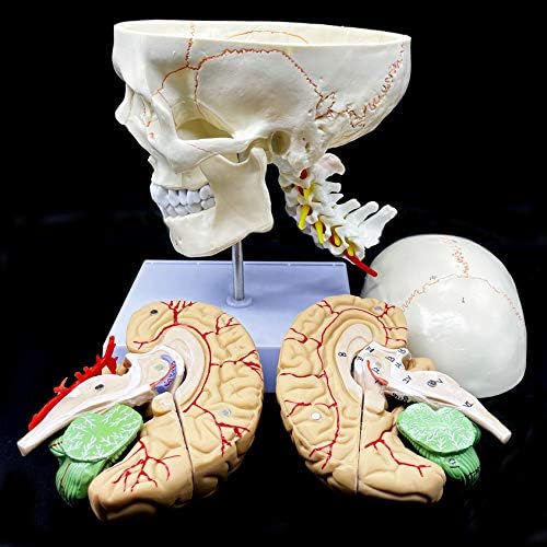 Human Skull with Brain and Cervical Vertebra Anatomical Model Life-Size Anatomy for Science Classroom Study Display Teaching Model - Image 4