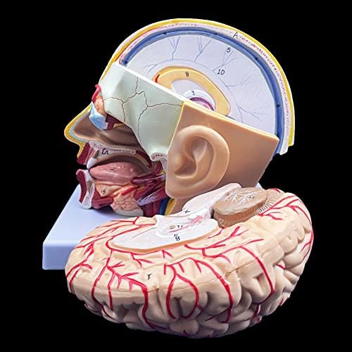 XINDAM Human Head Anatomical Model 4-Part Life-Size Head Brain Cross Section Anatomy for Science Classroom Education Study Teaching Display - Image 5