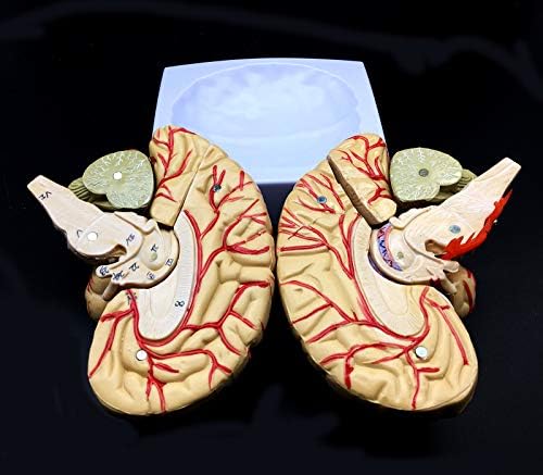 Human Brain Model, Anatomically Accurate Brain Model 8-Part Human Brain Anatomy for Science Classroom Study Display Teaching Medical Model - Image 5
