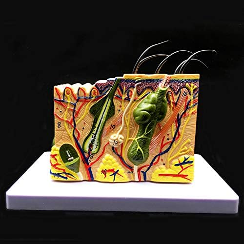 Skin Model, 35X Enlarged Anatomical Model Anatomy for Science Classroom Study Display Teaching Medical Model - Image 5