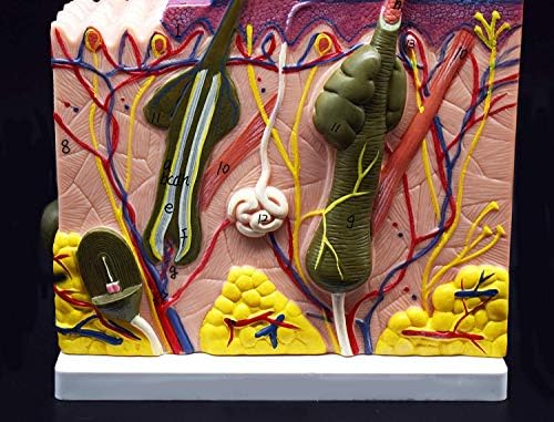 70X Enlarged Skin Model Anatomical Model Anatomy for Science Classroom Study Display Teaching Medical Model - Image 4