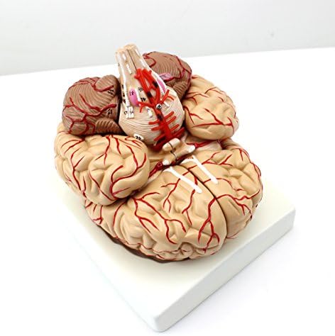 XINDAM Human Brain Model, Anatomically Accurate Brain Model Human Anatomy for Science Classroom Study Display Teaching Medical Model - Image 5