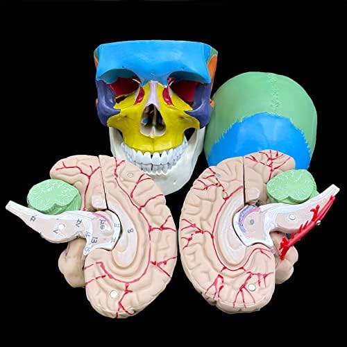 Human Skull with Brain Anatomical Model,Color-Coded Partitioned Skull,Life-Size Anatomy for Science Classroom Study Display Teaching Model - Image 4