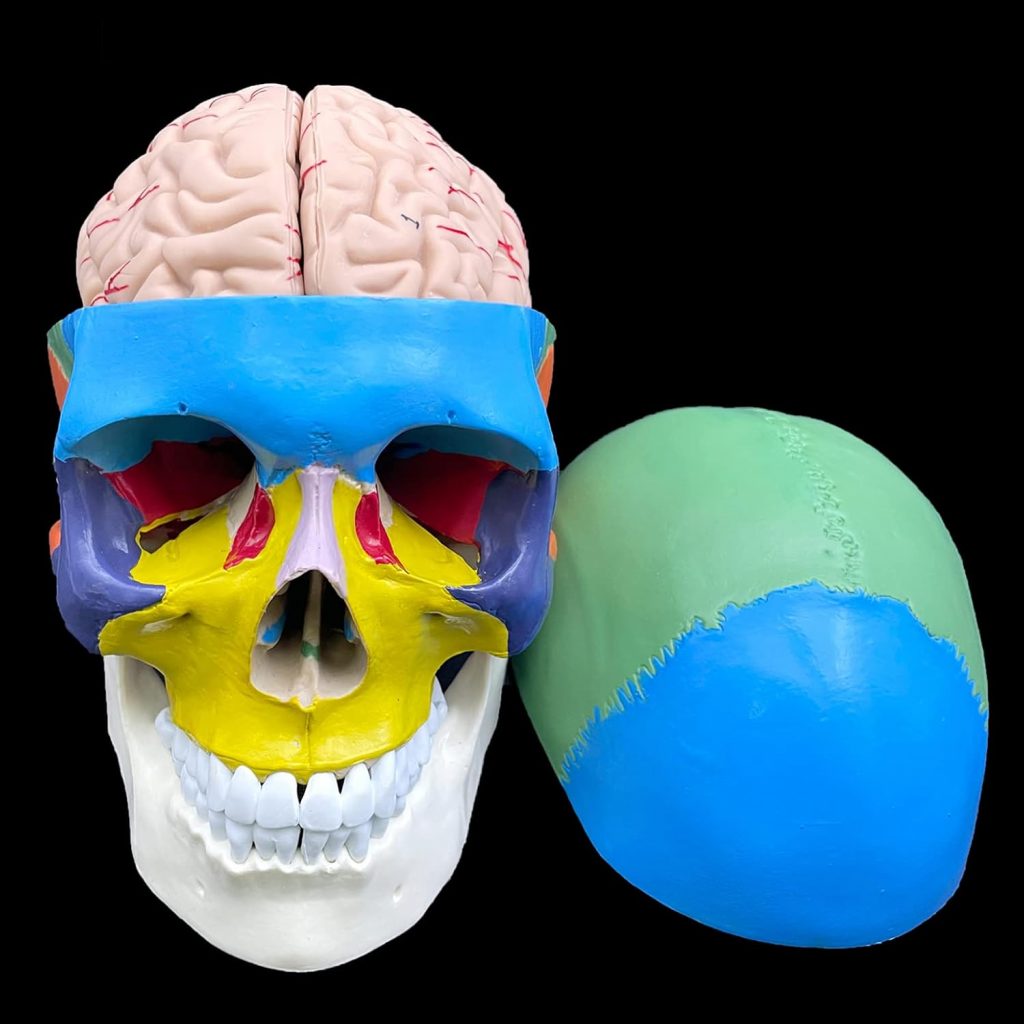 Human Skull with Brain Anatomical Model,Color-Coded Partitioned Skull，Life-Size Anatomy for Science Classroom Study Display Teaching Model