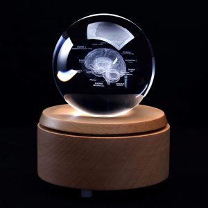 3D Human Brain with Labels Anatomical Model Paperweight(Laser Etched) in Crystal Glass Ball Science Gift (Included LED Base)