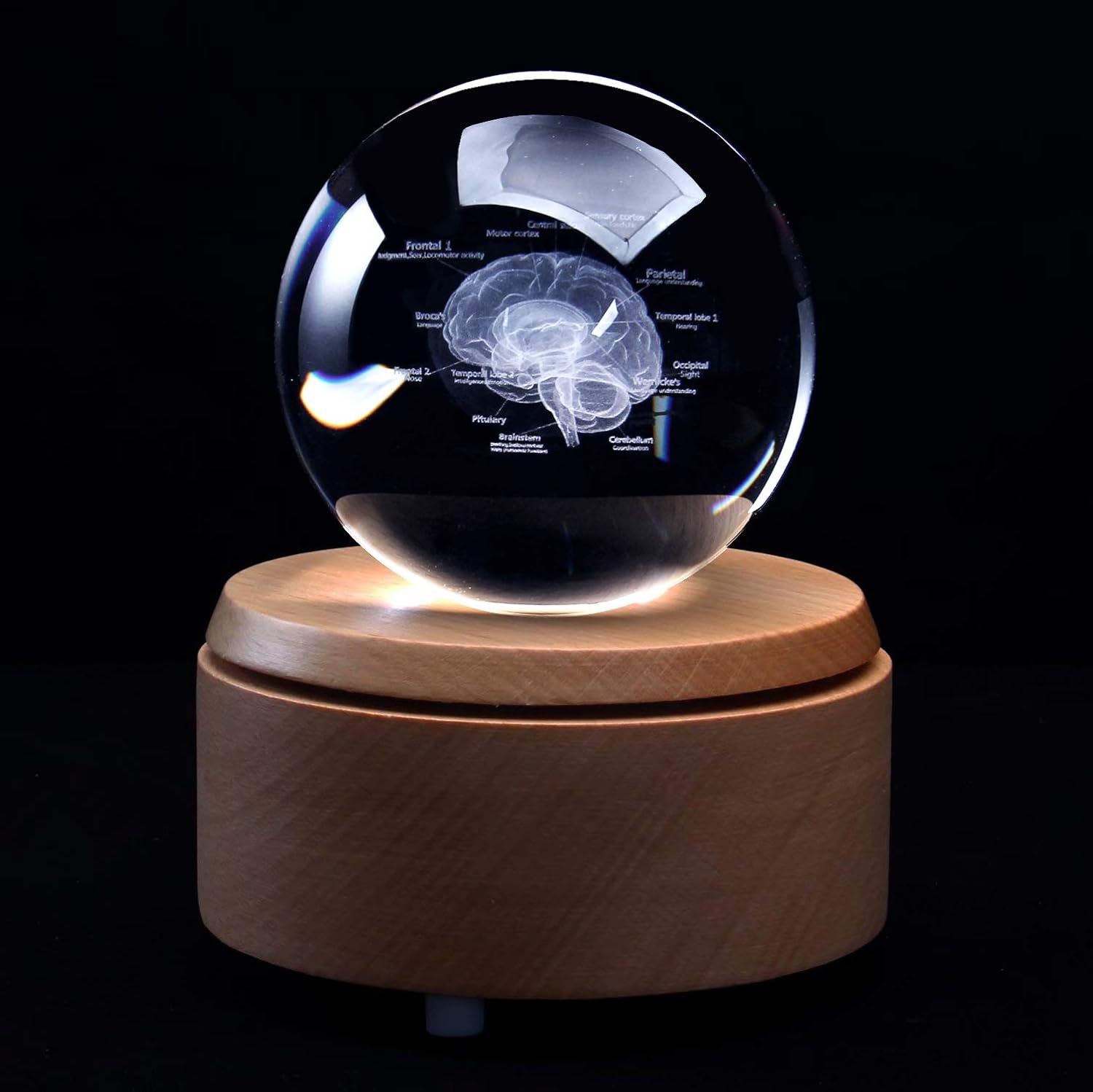 3D Human Brain with Labels Anatomical Model Paperweight(Laser Etched) in Crystal Glass Ball Science Gift (Included LED Base)