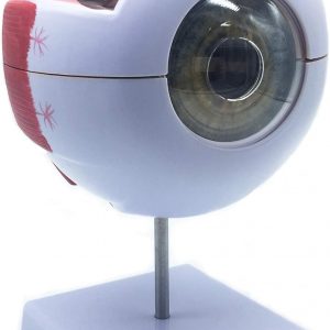 XINDAM 6X Enlarged Human Eye Anatomical Model - Accurate Anatomy for Science Classroom Study, Display, Teaching Medical Model