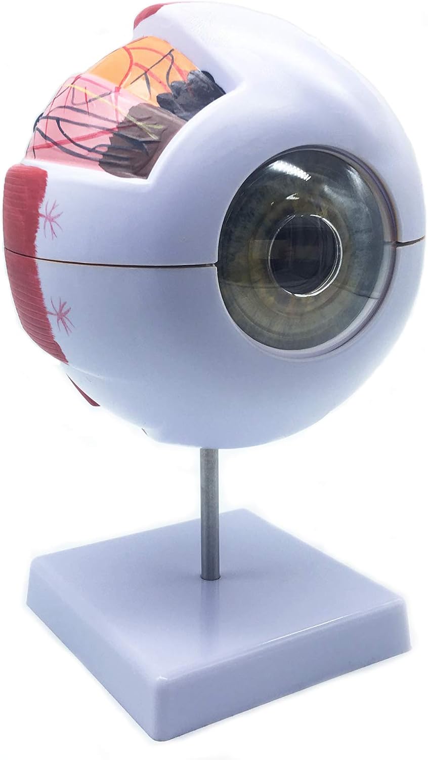 XINDAM 6X Enlarged Human Eye Anatomical Model - Accurate Anatomy for Science Classroom Study, Display, Teaching Medical Model