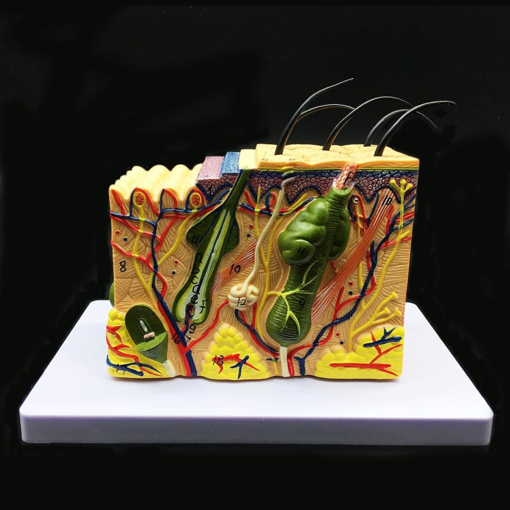 Skin Model, 35X Enlarged Anatomical Model Anatomy for Science Classroom Study Display Teaching Medical Model