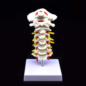 Cervical Vertebra Arteria Spine Spinal Nerves Anatomical Model Anatomy for Science Classroom Study Display Teaching Medical Model