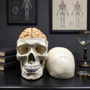 XINDAM Human Skull with Brain Anatomical Model 8-Part Life-Size Anatomy for Science Classroom Study Display Teaching Medical Model
