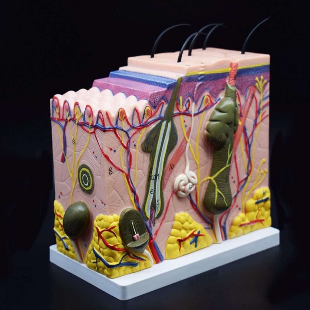 70X Enlarged Skin Model Anatomical Model Anatomy for Science Classroom Study Display Teaching Medical Model
