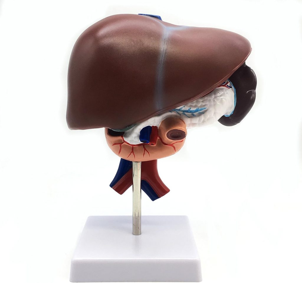 Medical Human Liver with Pancreas, Duodenum and Spleen (3-Part) Model Life-Size Anatomy for Science Classroom Study Display Teaching Medical Model