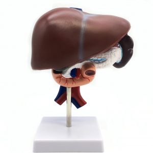 Medical Human Liver with Pancreas, Duodenum and Spleen (3-Part) Model Life-Size Anatomy for Science Classroom Study Display Teaching Medical Model