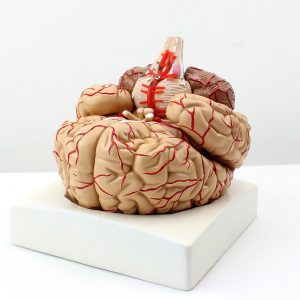 XINDAM Human Brain Model, Anatomically Accurate Brain Model Human Anatomy for Science Classroom Study Display Teaching Medical Model