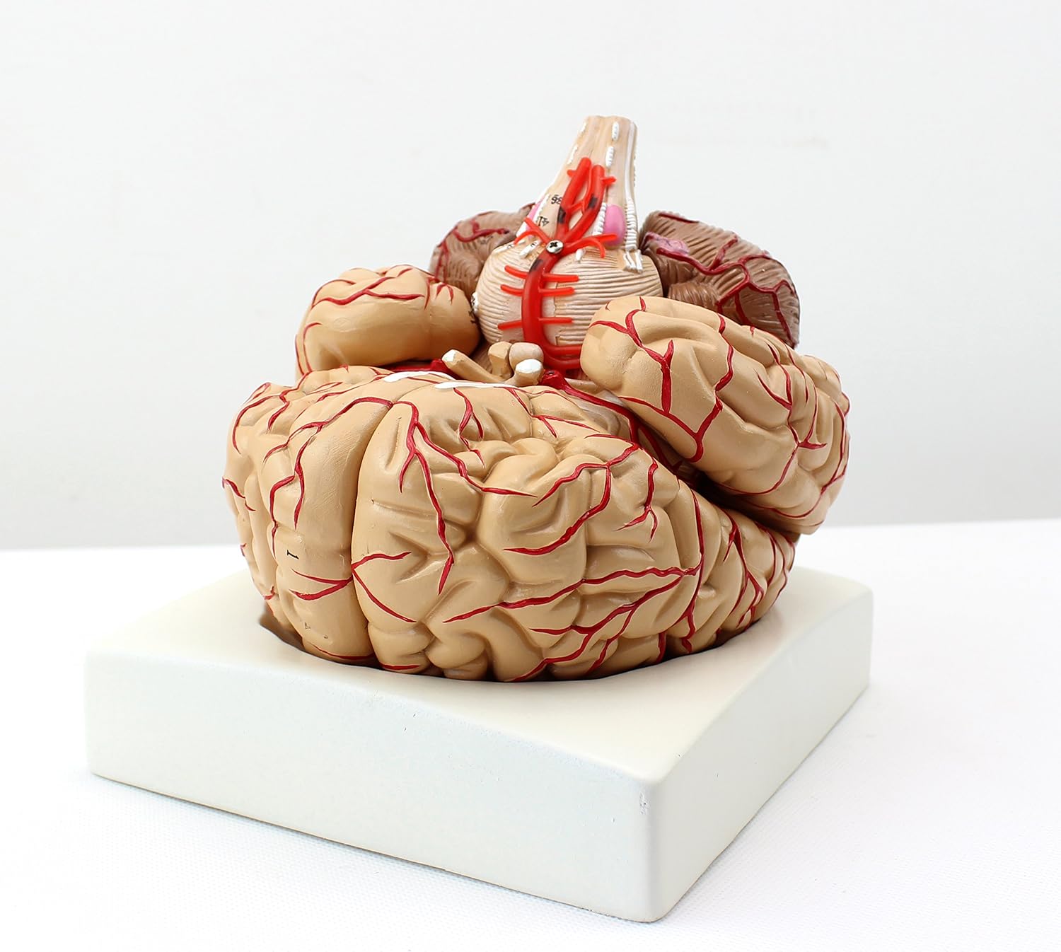 XINDAM Human Brain Model, Anatomically Accurate Brain Model Human Anatomy for Science Classroom Study Display Teaching Medical Model