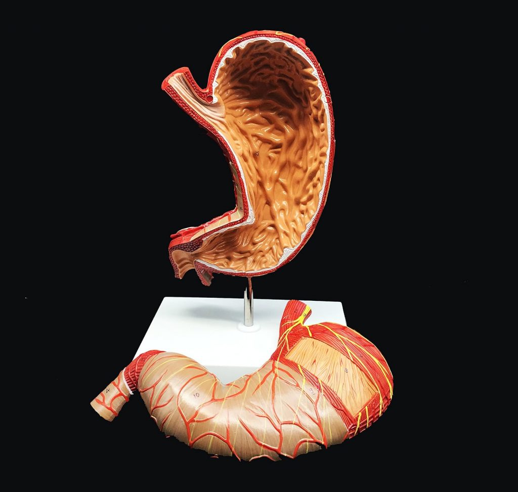 Human Stomach Model 1.5X Enlarged Anatomical Model Anatomy for Science Classroom Study Display Teaching Medical Model 2-Parts