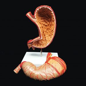 Human Stomach Model 1.5X Enlarged Anatomical Model Anatomy for Science Classroom Study Display Teaching Medical Model 2-Parts