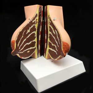 Human Breast Model Life-Size Anatomy for Science Classroom Study Display Teaching Medical Model 2-Parts