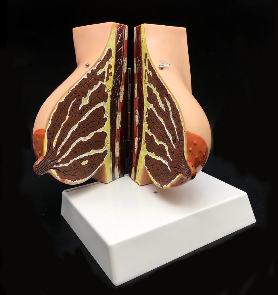 Human Breast Model Life-Size Anatomy for Science Classroom Study Display Teaching Medical Model 2-Parts