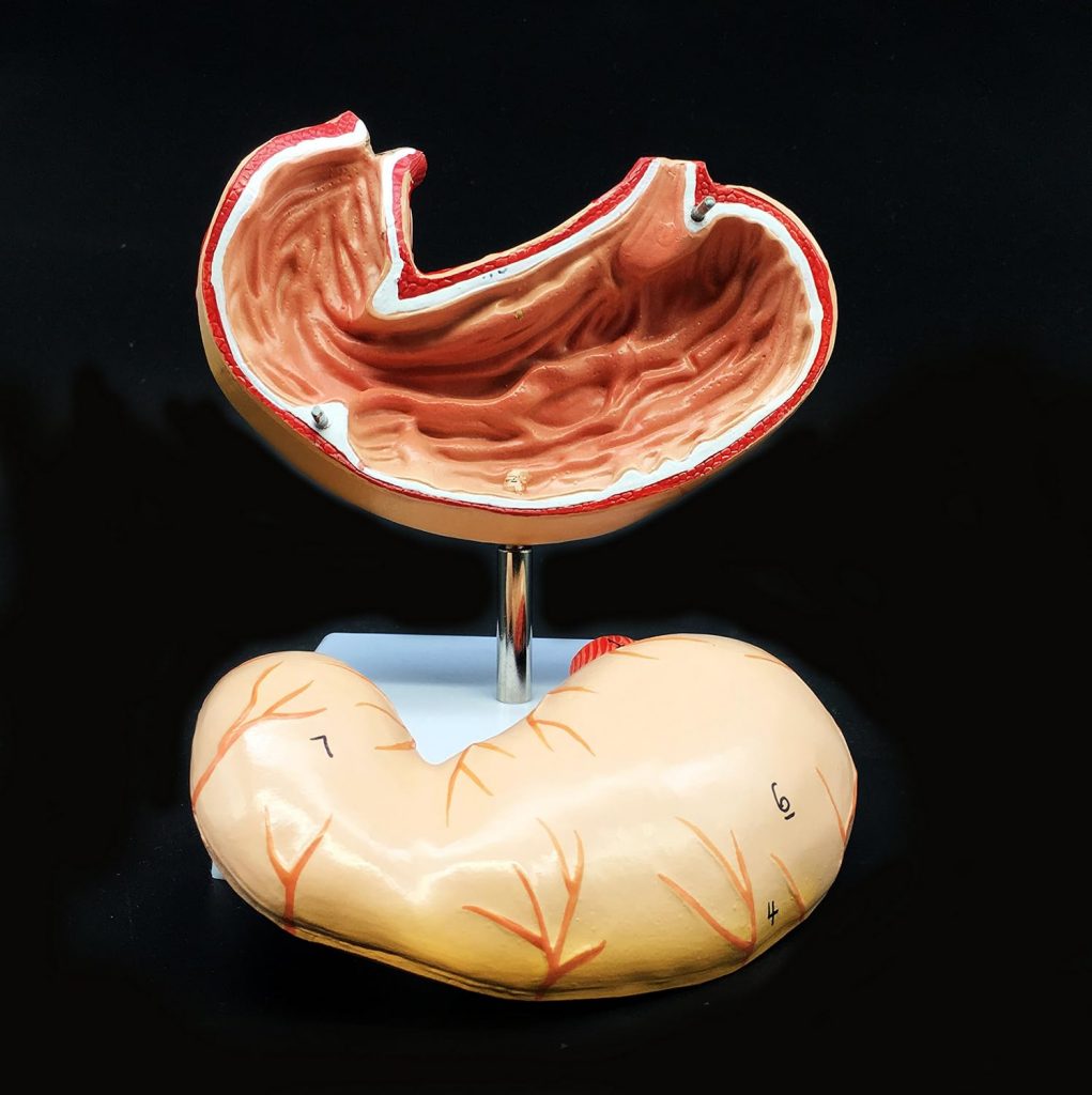 Human Stomach Model Life Size Anatomical Model Anatomy for Science Classroom Study Display Teaching Medical Model 2-Parts